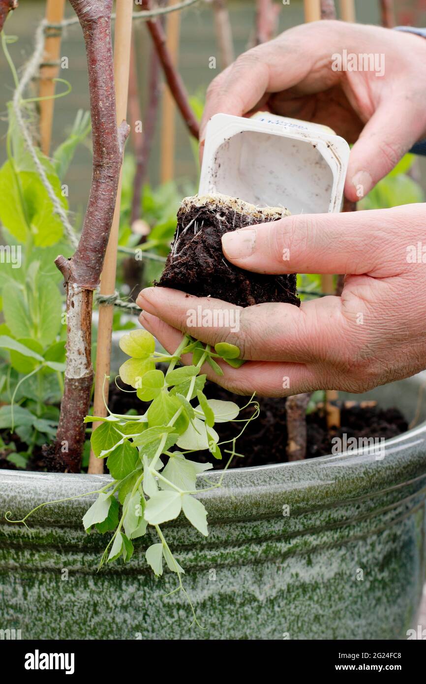 Pisum sativum "Kelvedon wonder". Piantando fuori le piante giovani di pisello in un contenitore esterno con i supporti di twiggy. Foto Stock