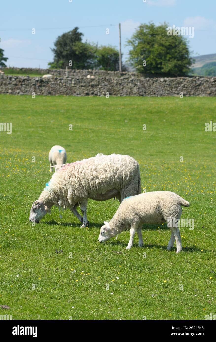 Pecora e pascolo di agnello sui pascoli d'erba d'estate in alto in Nidderdale North Yorkshire Regno Unito in giugno 2021 Foto Stock