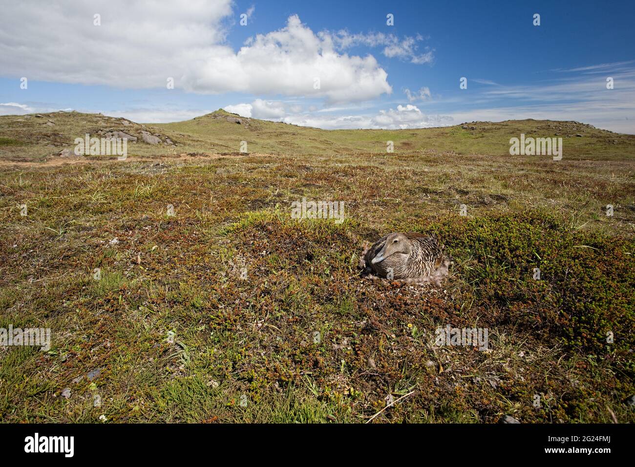 Eider comune, Somateria mollisima, covando sulle sue uova Foto Stock