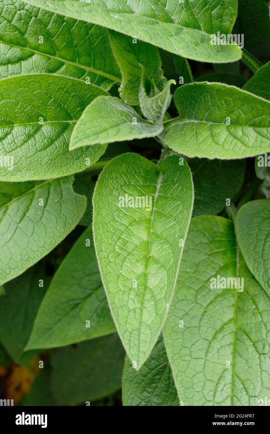 Comfrey lascia. Foglie di materiale comfrey impaccate di nutrienti ideali per la produzione di fertilizzante vegetale liquido a causa del contenuto di azoto, potassio e fosforo. REGNO UNITO Foto Stock