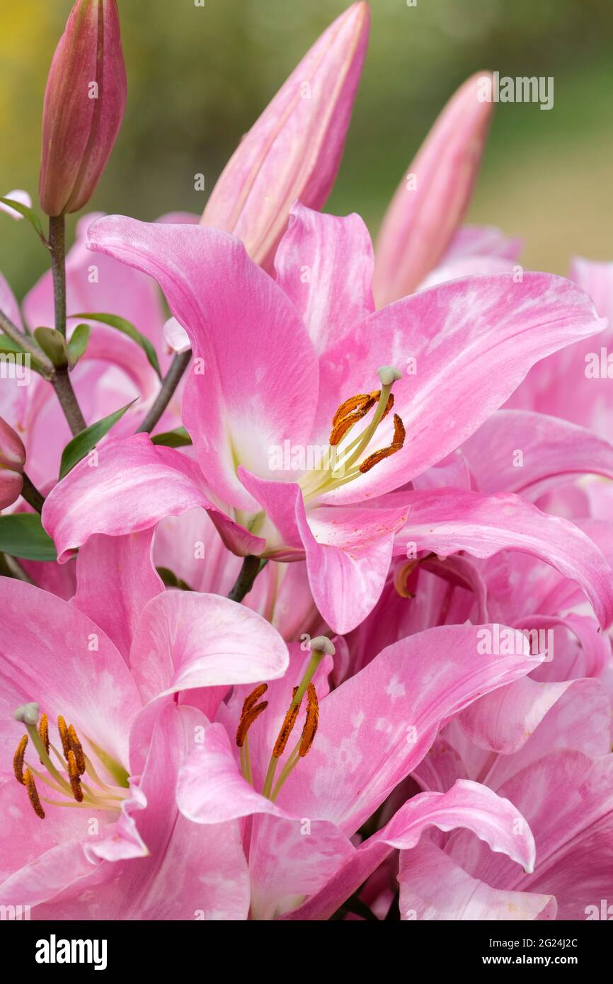 Lilium "Tabledance". Gigli, fiori rosa, profumato profumo fragrante Oriental-Trumpet ibridi Orienpet Foto Stock