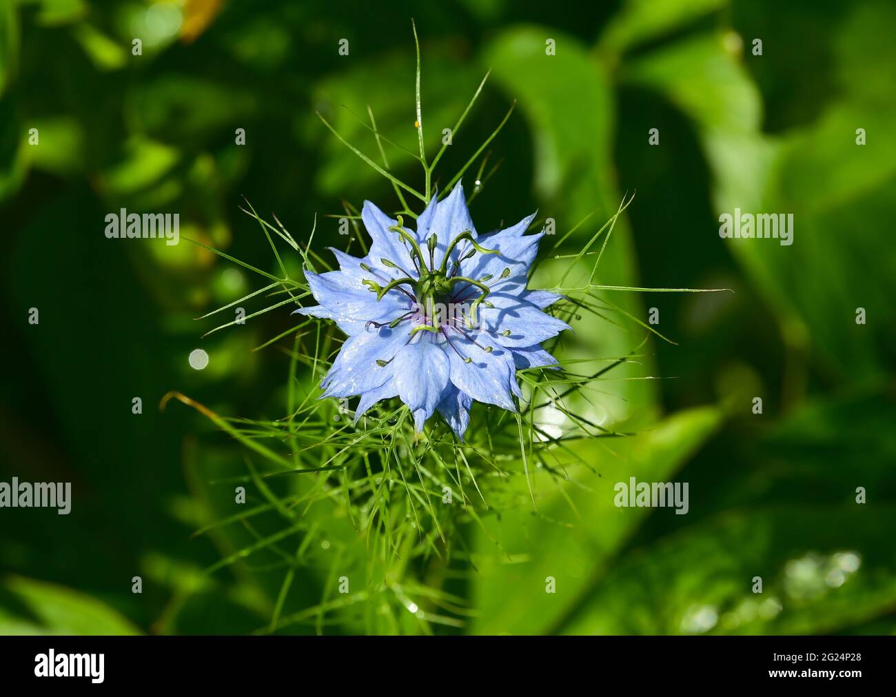 Love in a Mist Nigella damascena fiori blu in un giardino di Brighton Sussex Inghilterra UK fotografia scattata da Simon Dack Foto Stock