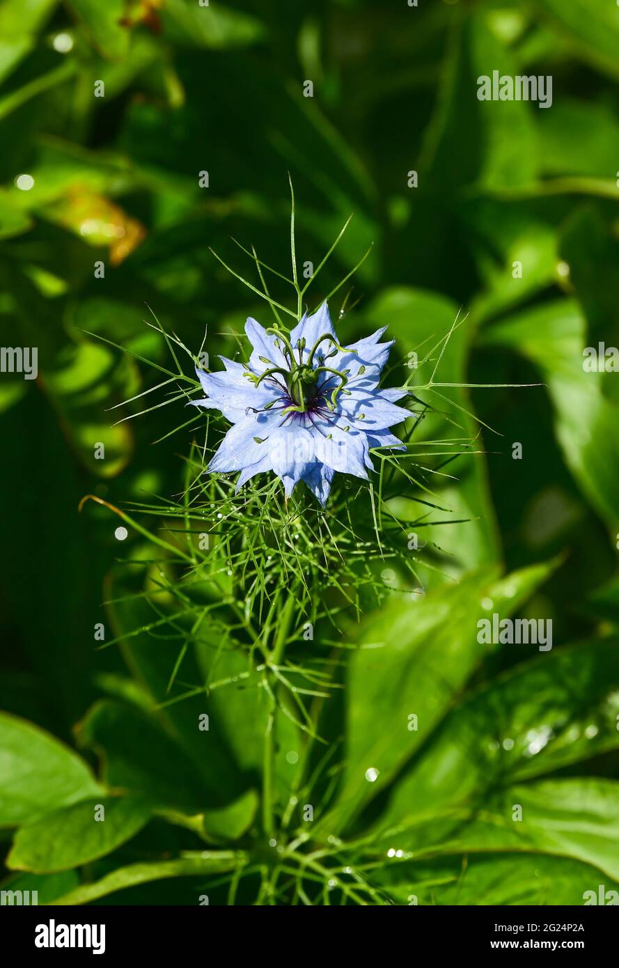 Love in a Mist Nigella damascena fiori blu in un giardino di Brighton Sussex Inghilterra UK fotografia scattata da Simon Dack Foto Stock