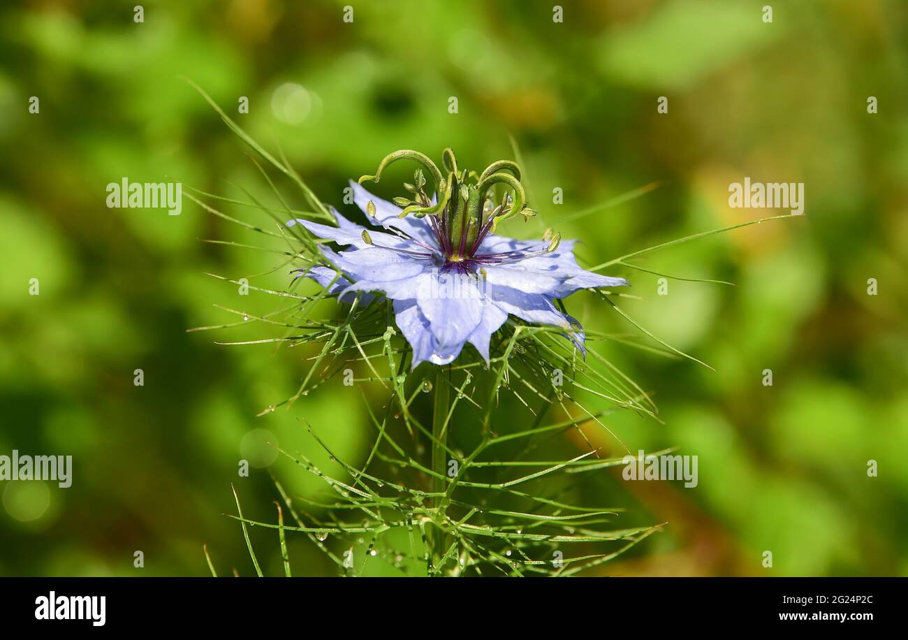 Love in a Mist Nigella damascena fiori blu in un giardino di Brighton Sussex Inghilterra UK fotografia scattata da Simon Dack Foto Stock