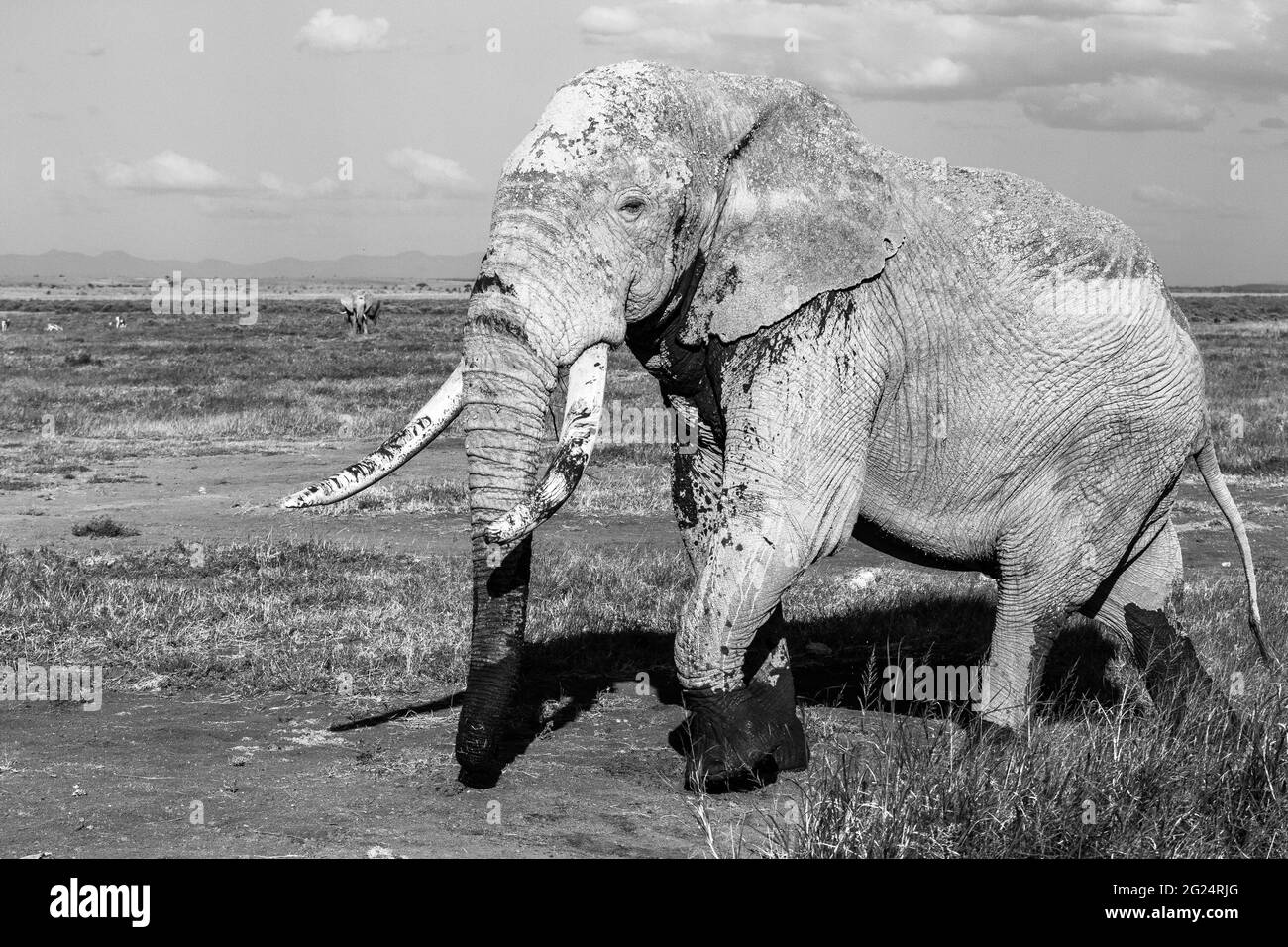 Big Tusker Elefanti, Amboseli, Kenya Foto Stock