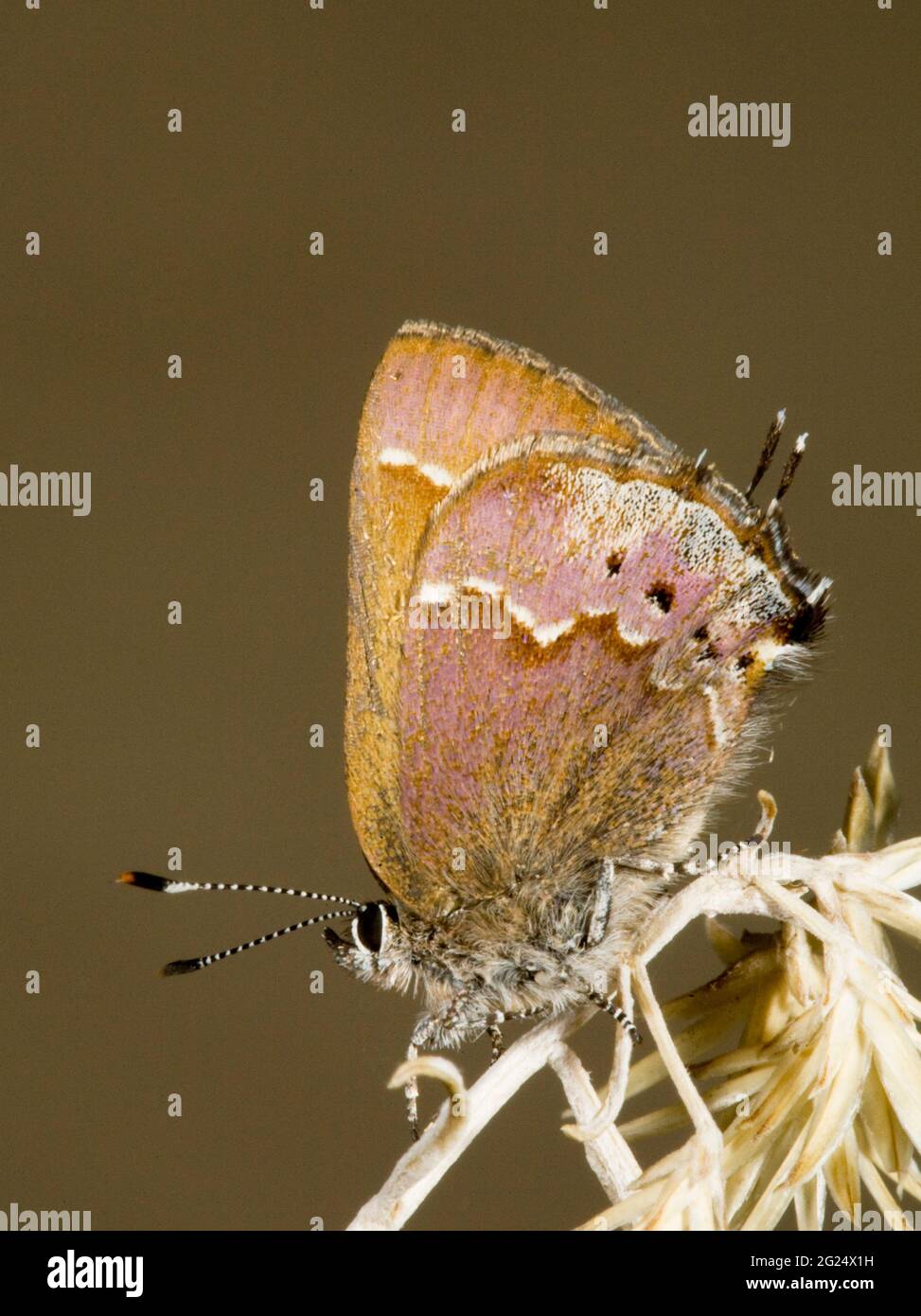 Ritratto di una farfalla hairstreak cedro, fotografata nelle Cascade Mountains dell'Oregon centrale. Foto Stock