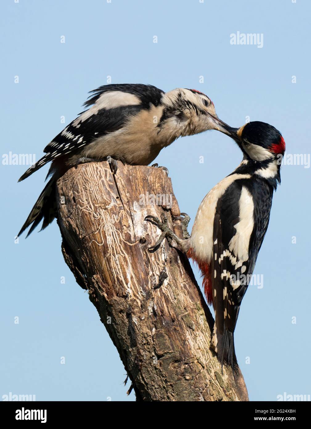 Maschio adulto Great Spotted Woodpecker (Dendrocopos Major) che alimenta uno dei suoi più giovani, Warwickshire Foto Stock