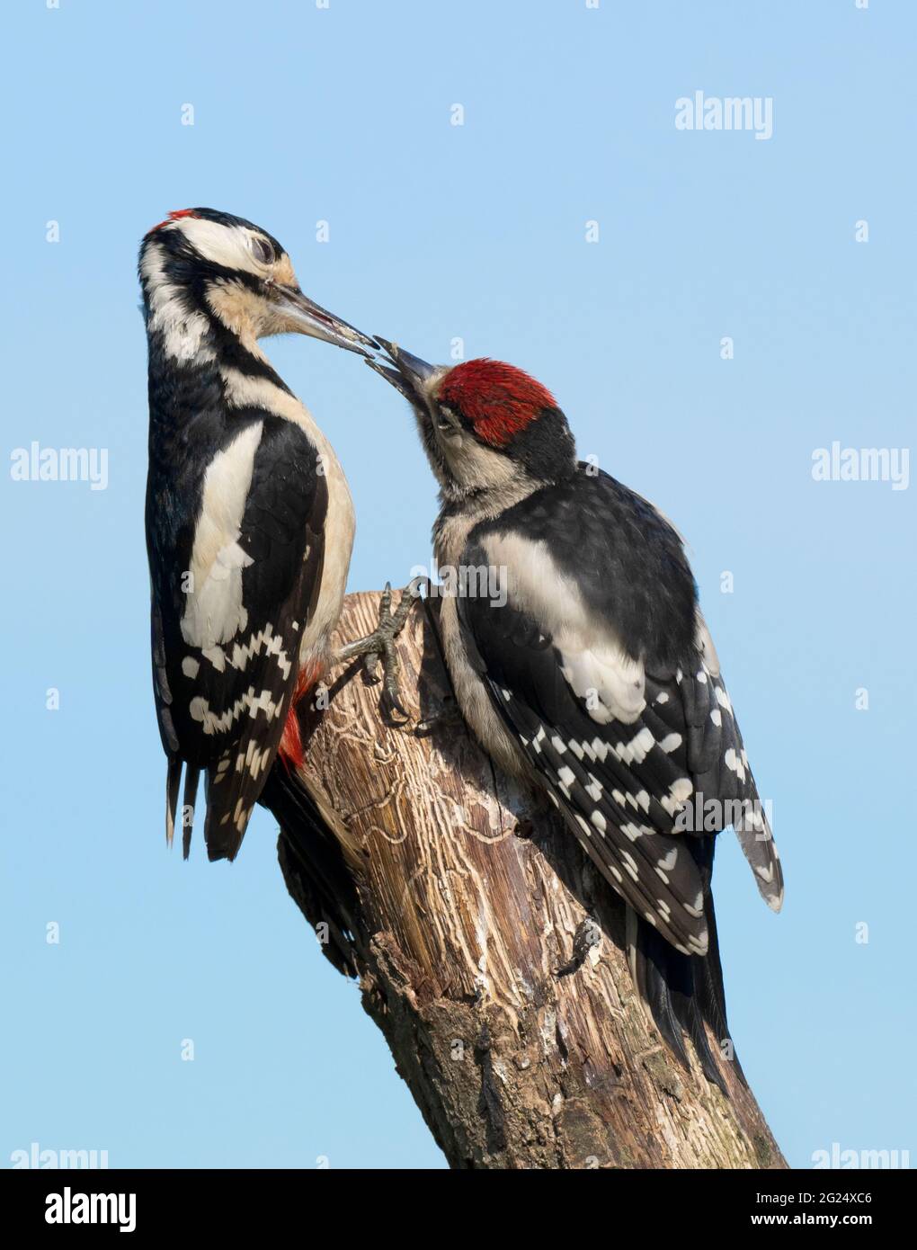 Maschio adulto Great Spotted Woodpecker (Dendrocopos Major) che alimenta uno dei suoi più giovani, Warwickshire Foto Stock