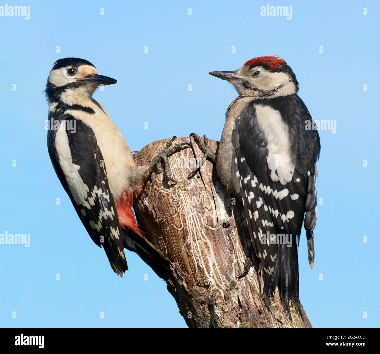Adulto maschio Great Spotted Woodpecker (Dendrocopos Major) e uno dei suoi giovani, Warwickshire Foto Stock