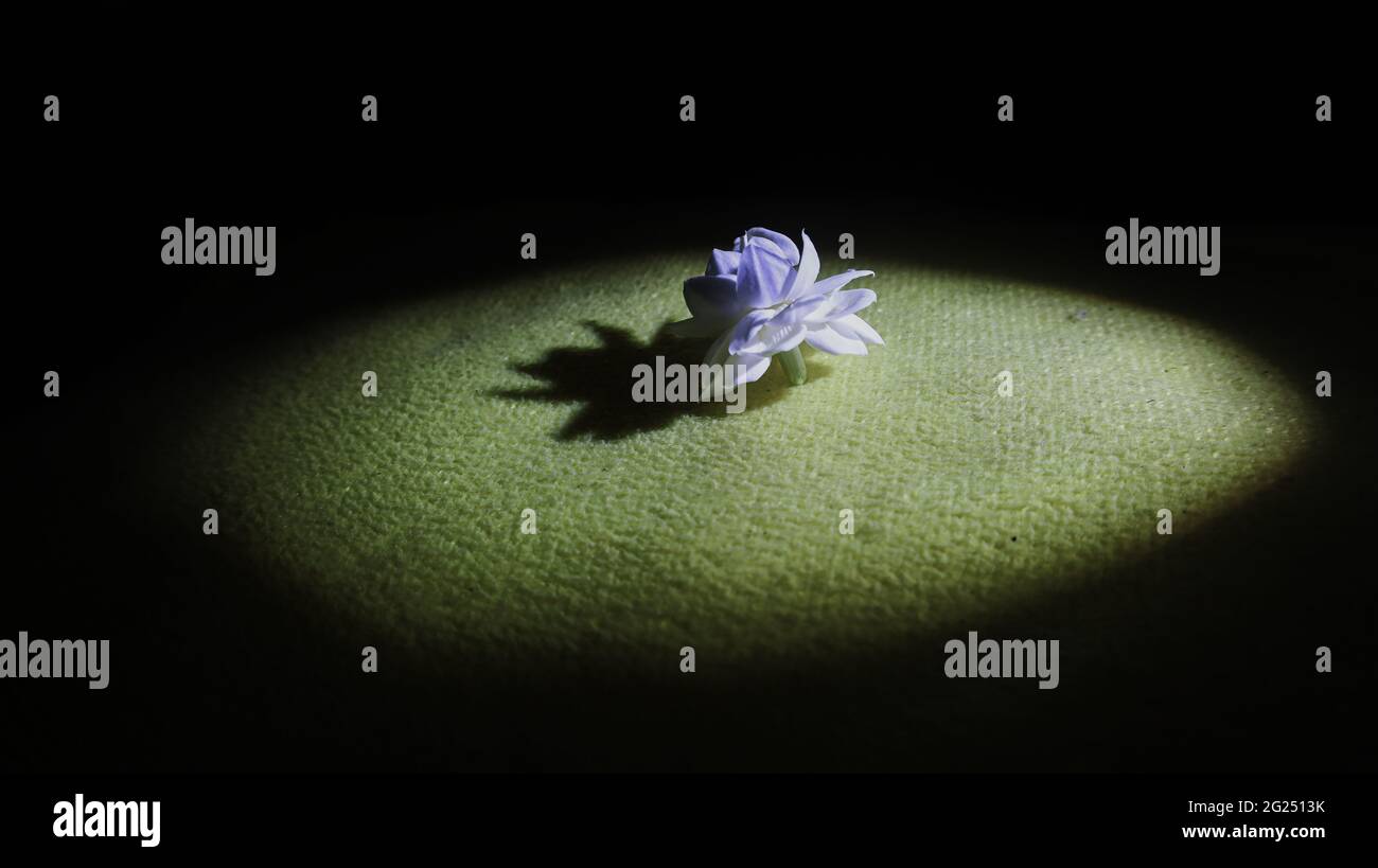 Jasmine con luce spot e ombra Foto Stock