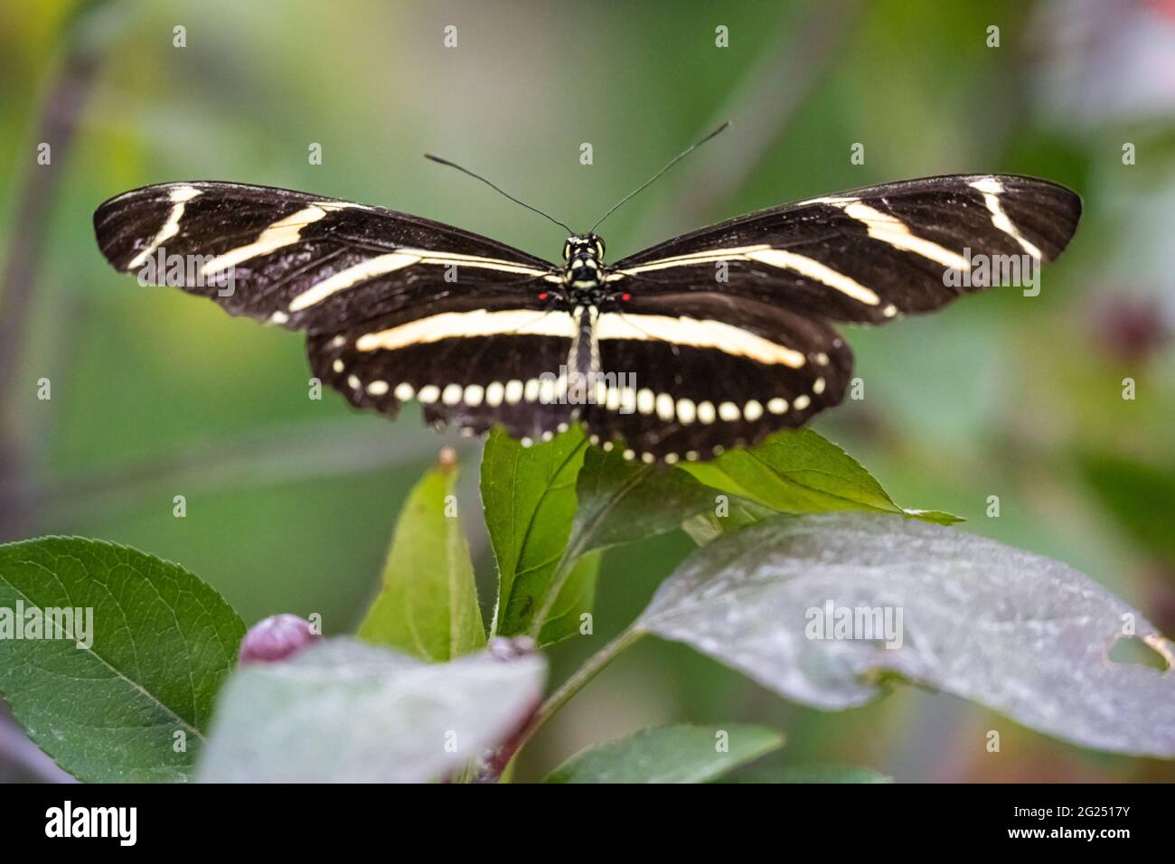 Zebra farfalla a palangaro (Heliconius chariathonia) al Chattahoochee Nature Center Butterfly Encounter a Roswell, Georgia. (STATI UNITI) Foto Stock