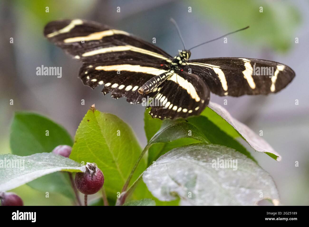 Zebra farfalla a palangaro (Heliconius chariathonia) al Chattahoochee Nature Center Butterfly Encounter a Roswell, Georgia. (STATI UNITI) Foto Stock