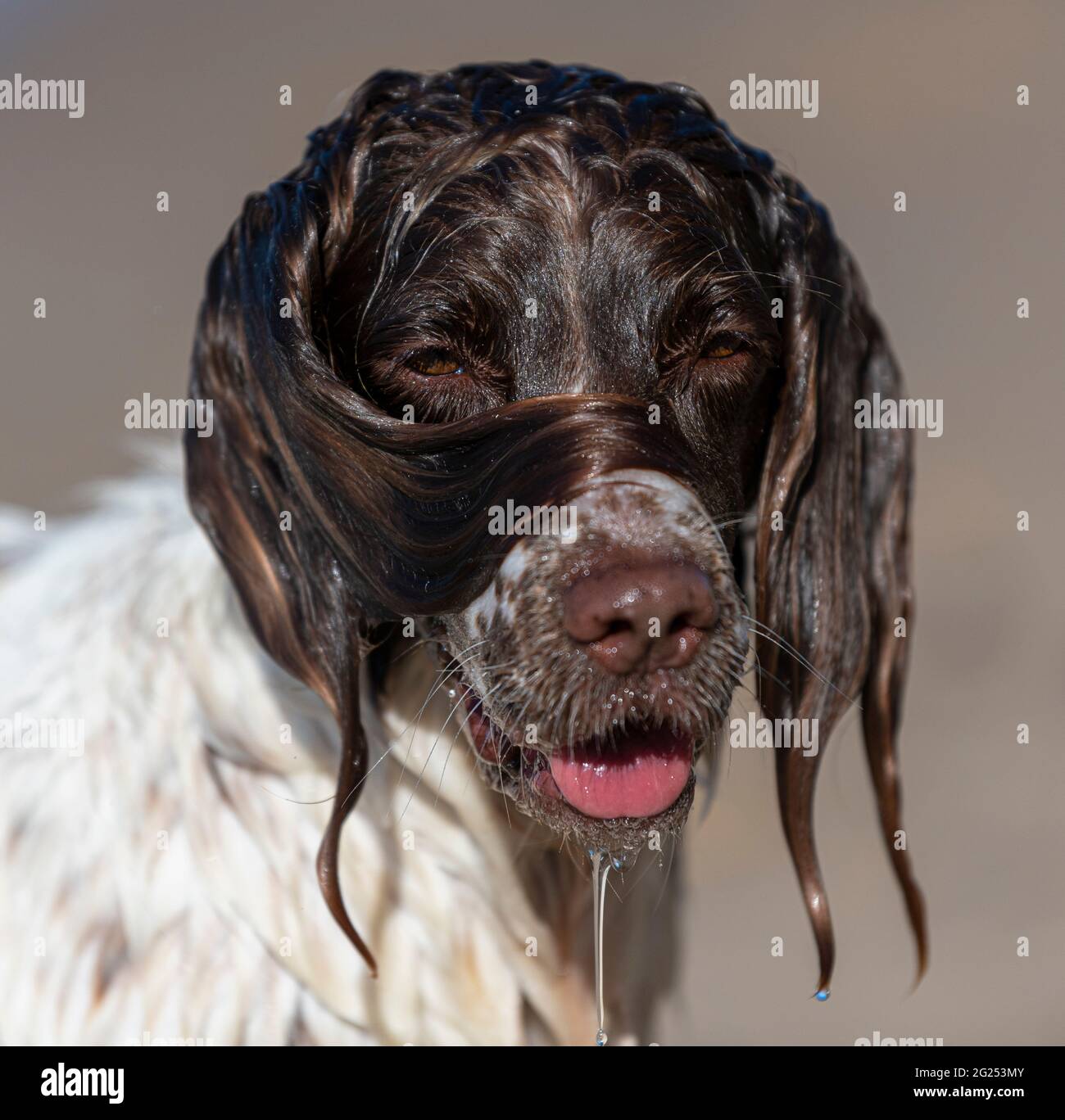 springer spaniel gallese nel mare Foto Stock