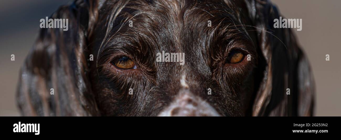 springer spaniel gallese nel mare Foto Stock