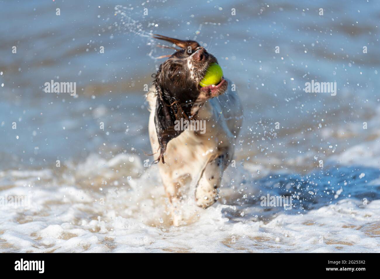 springer spaniel gallese nel mare Foto Stock