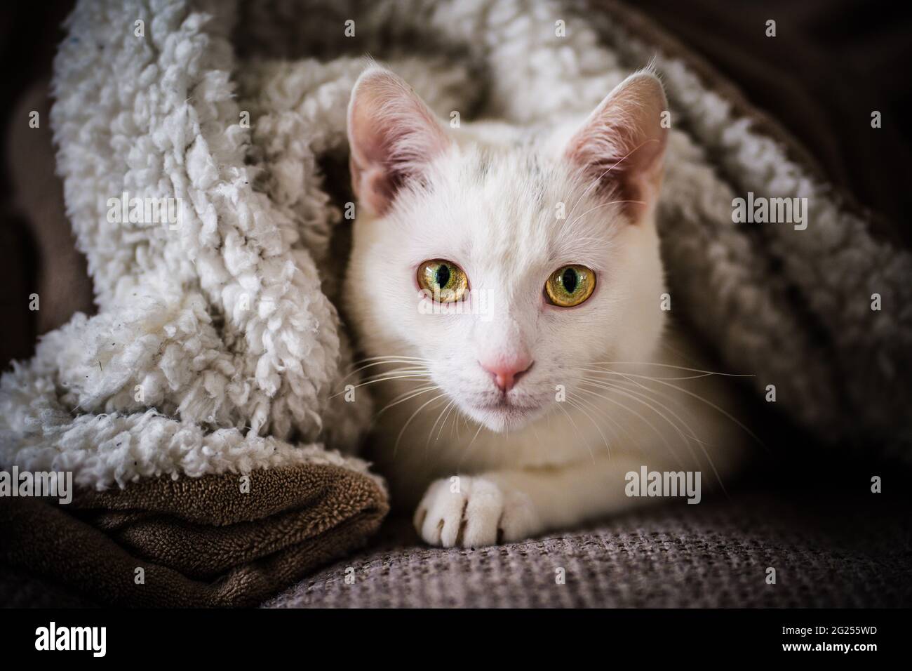 Ritratto di un gatto bianco sdraiato su un divano sotto una coperta Foto Stock