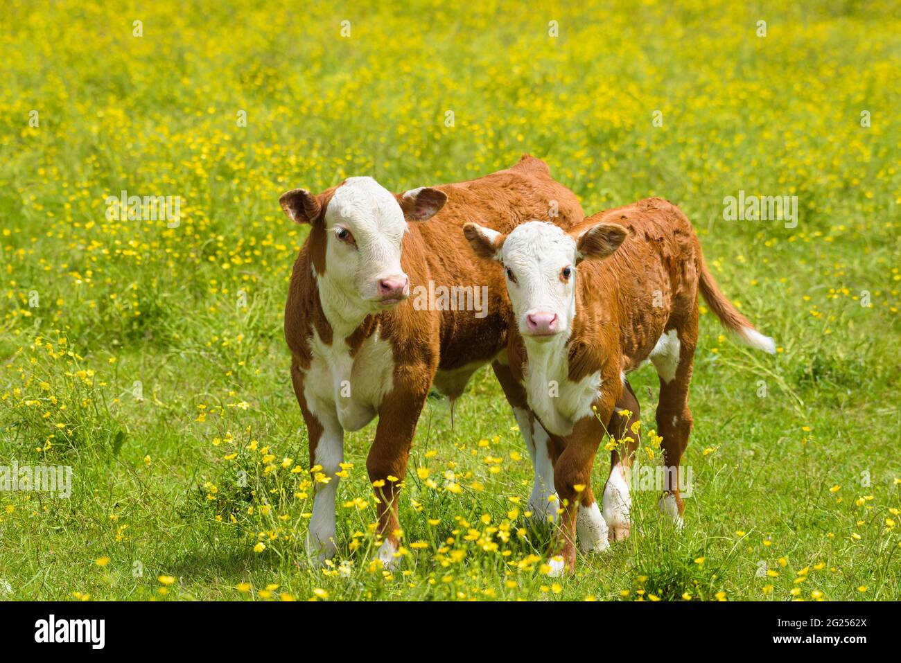 Due giovani Hereford allevano vitelli in un campo d'erba con coppe di farfalle selvatiche mentre la coppia cammina in avanti Foto Stock