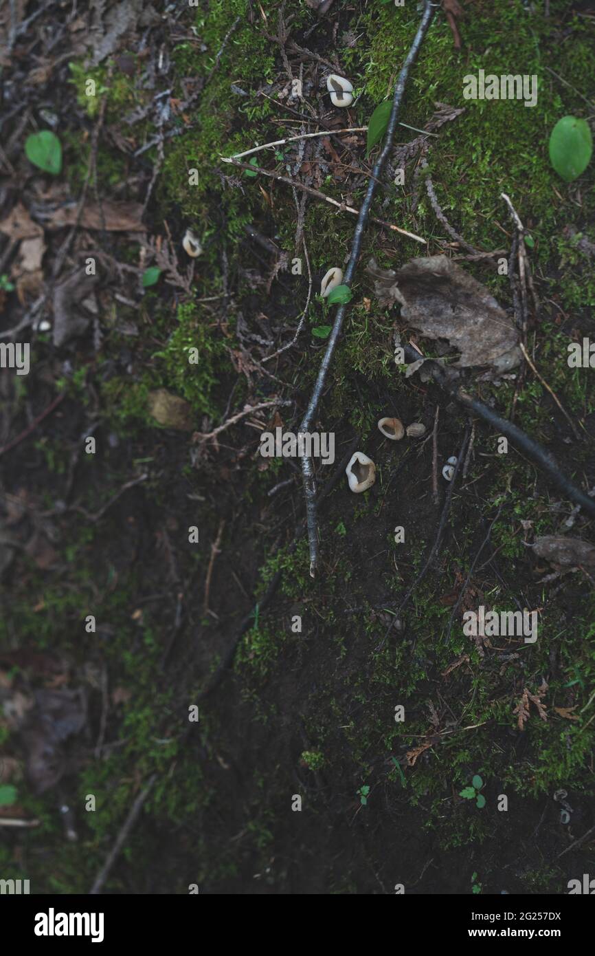 Fungo di tazza che cresce sulla terra nella foresta nella penisola superiore del Michigan Foto Stock
