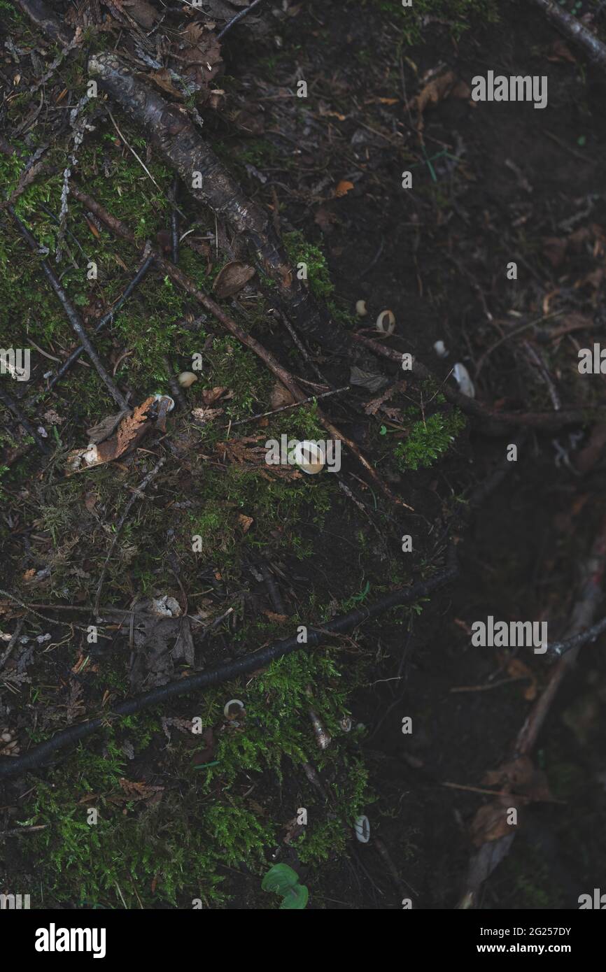 Fungo di tazza che cresce sulla terra nella foresta nella penisola superiore del Michigan Foto Stock