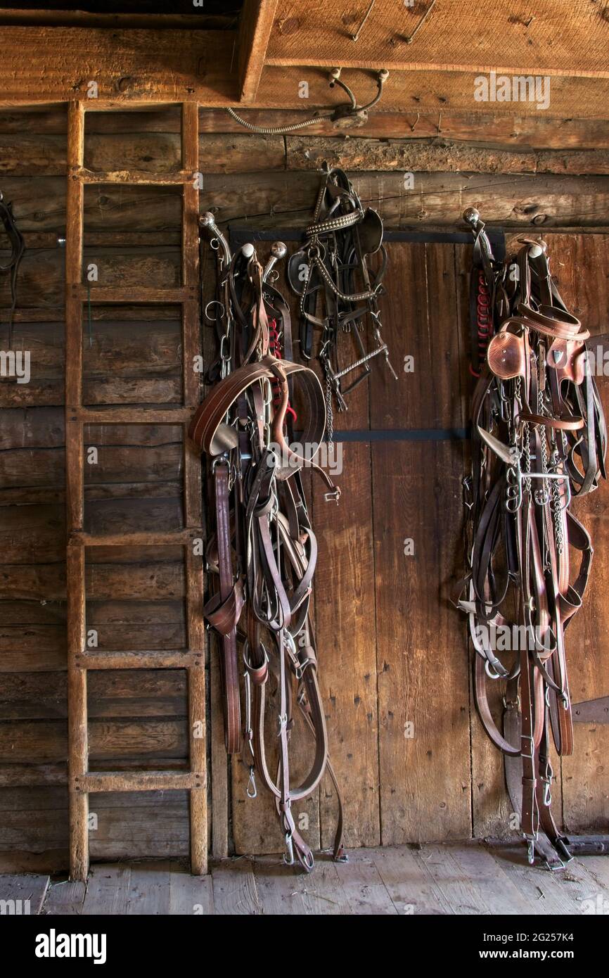 Ranch vita: Fienile, Tack. Manto e attrezzatura da cavallo, conservati accanto a una scala di legno sulle pareti di un fienile d'epoca in Montana. Illuminazione naturale dell'abitacolo. Foto Stock
