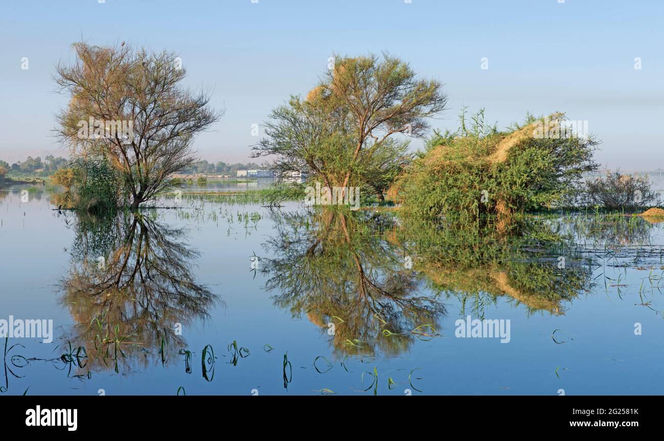 Gli alberi durante il periodo estivo nelle zone rurali allagata campo erboso prato paesaggio di campagna impostazione con la riflessione in acqua Foto Stock