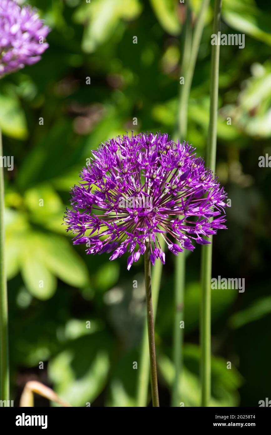 Cipolla gigante chiamata anche Allium giganteum vista ravvicinata della testa di fiore amico delle api Foto Stock