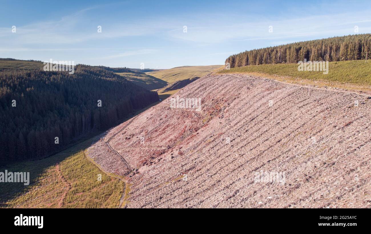 Vista aerea di un terreno boschivo naturale di recente sgusciato dalle risorse naturali del Galles, Abergwesyn Valley, Galles, Regno Unito Foto Stock
