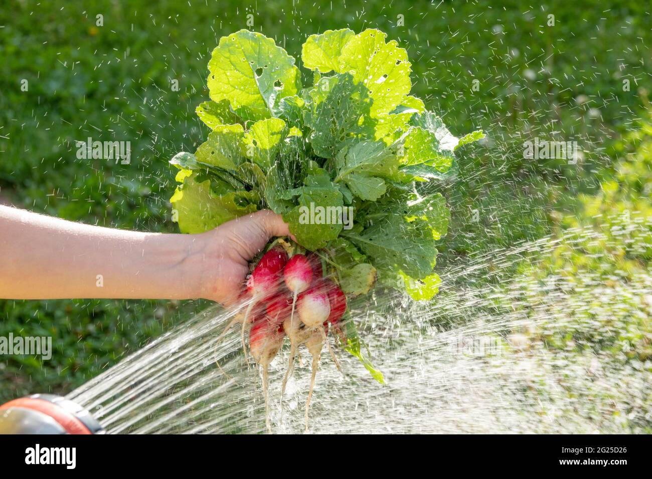 Ragazza che lavano le ravanelli appena raccolte dal giardino domestico Foto Stock