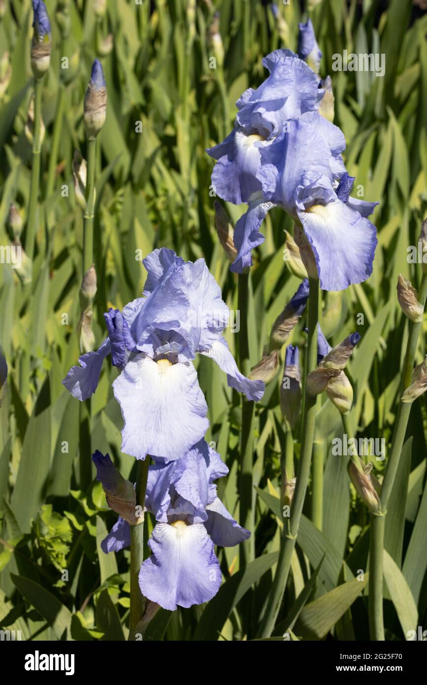 Iris, varietà Jane Phillips, un iris blu fiorente in un giardino i primavera Regno Unito Foto Stock