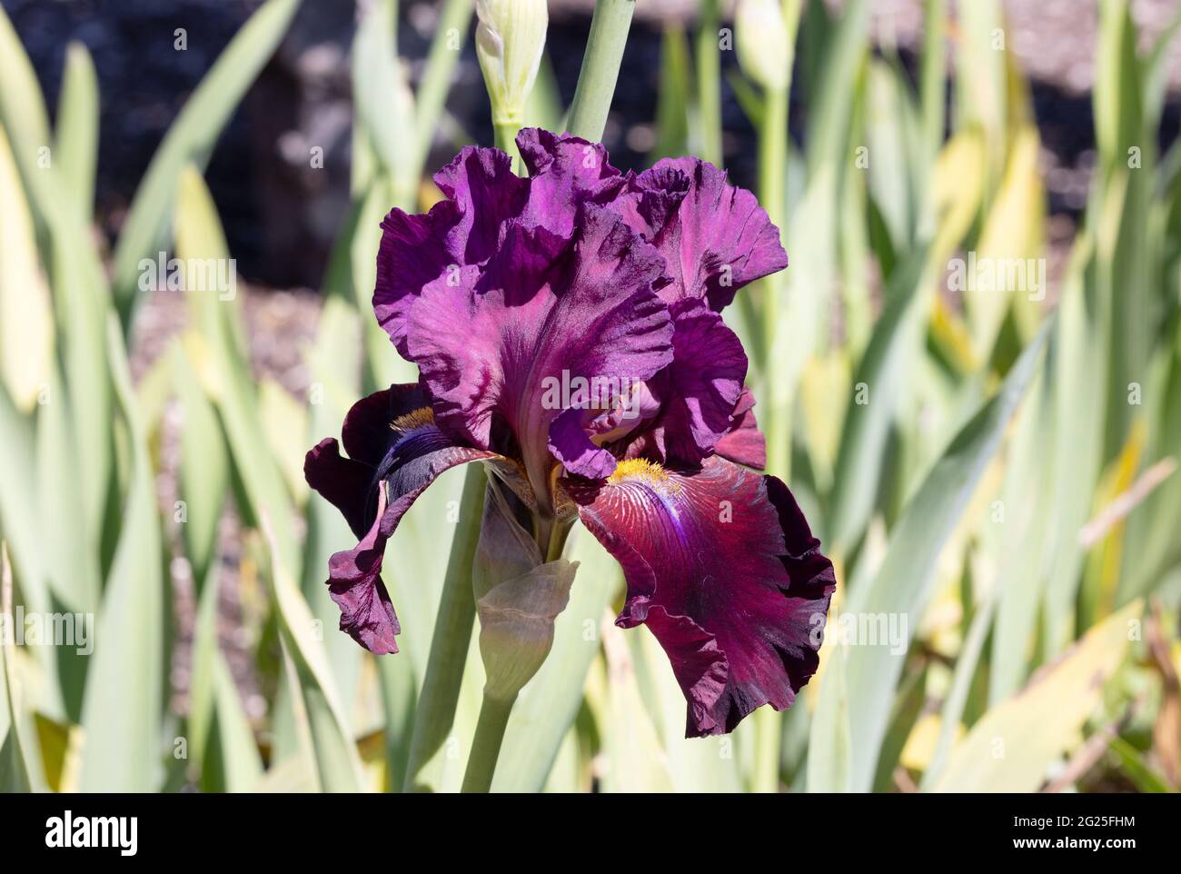Iris Scarlet Ribbon, primo piano del fiore di un iris rossastro - viola fiorente in primavera, Regno Unito Foto Stock