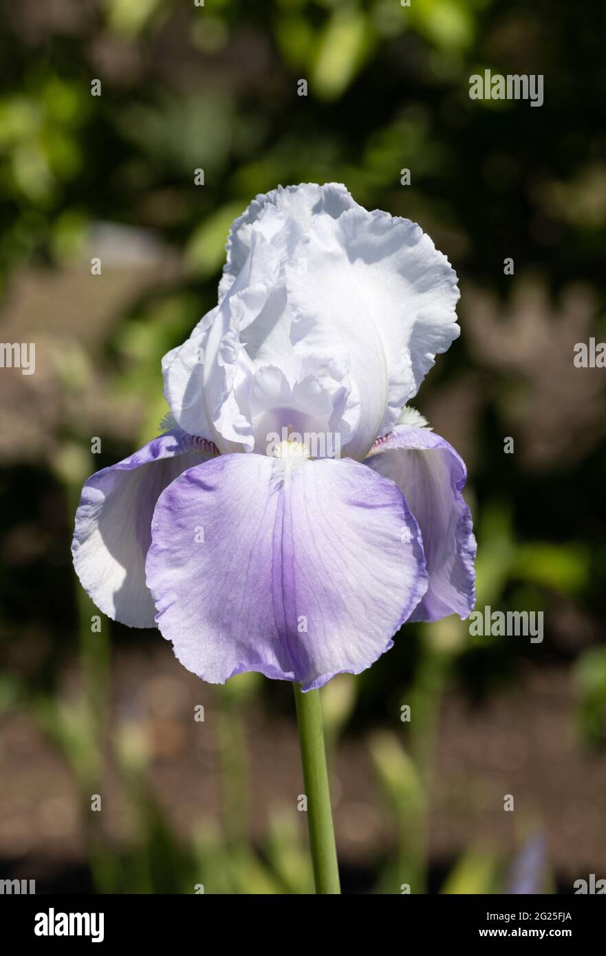 Blue Iris flower, varietà Iris Fantasie, fioritura in un giardino in primavera, Regno Unito Foto Stock