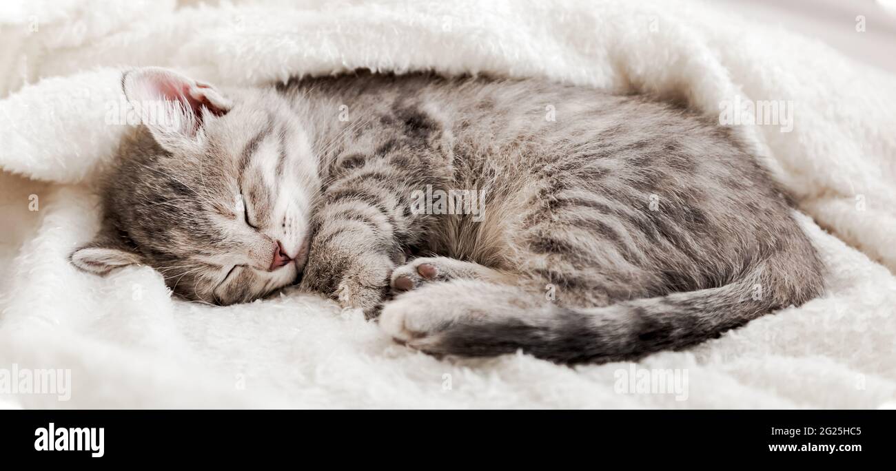 Cute tabby gattino dormire su bianco morbido coperta. I gatti riposano sul  letto. Ti sentirai come