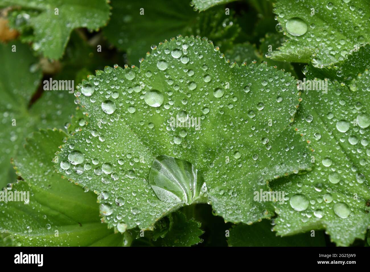 Alchemilla mollis, manto di signora, pianta erbacea perenne, coperto di gocce di pioggia in un Somerset Garden.UK Foto Stock
