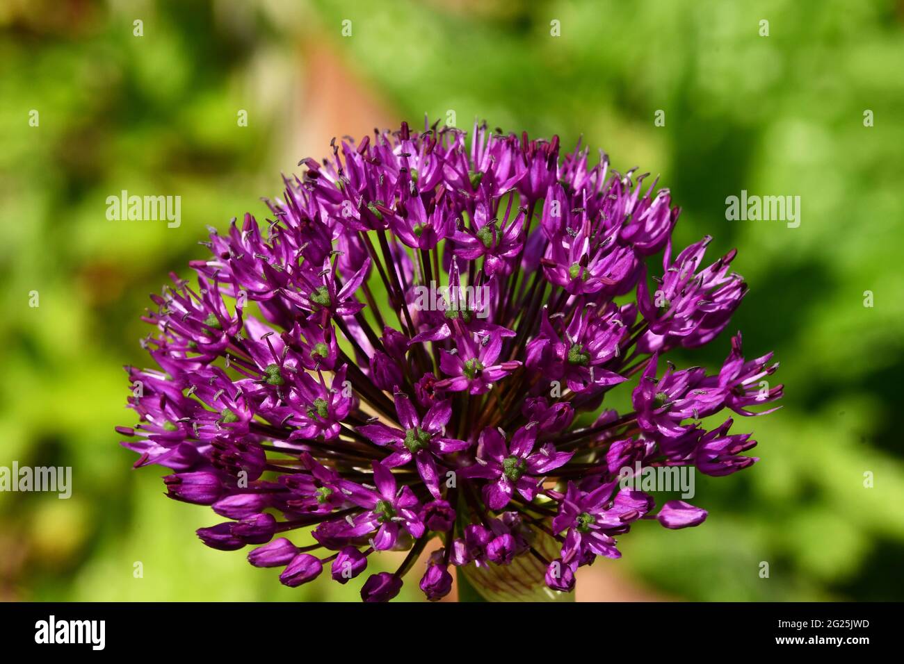 Allium,'Allium hollandicum', sensazione di viola, aglio olandese, con cumelli di fiori viola, in un giardino nel Somerset;UK Foto Stock