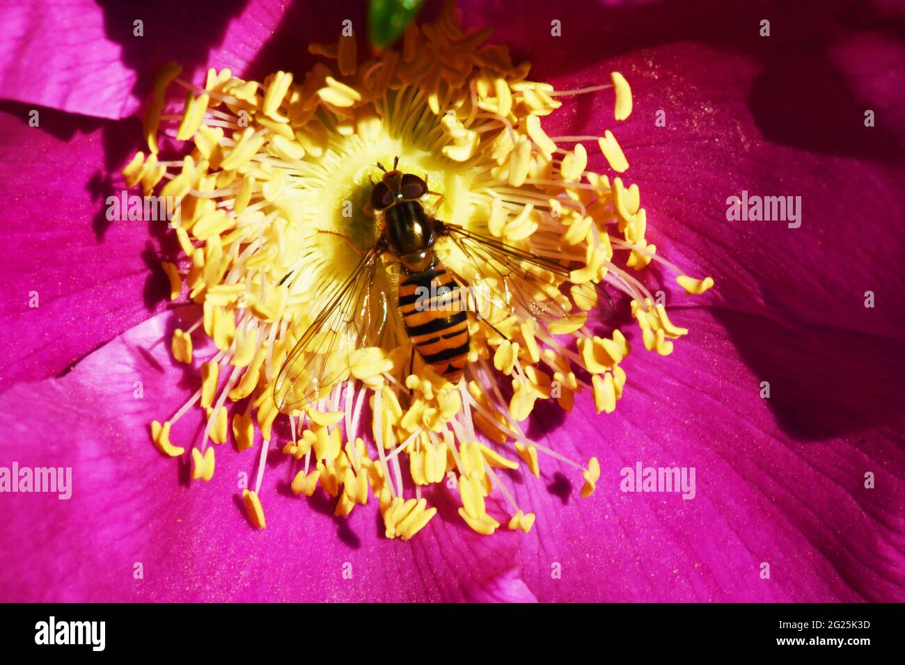 Hover-fly,' Episyrphus balteatus', comune nei giardini, qui in Rosa Rugosa fiore in un giardino in Somerset.UK Foto Stock