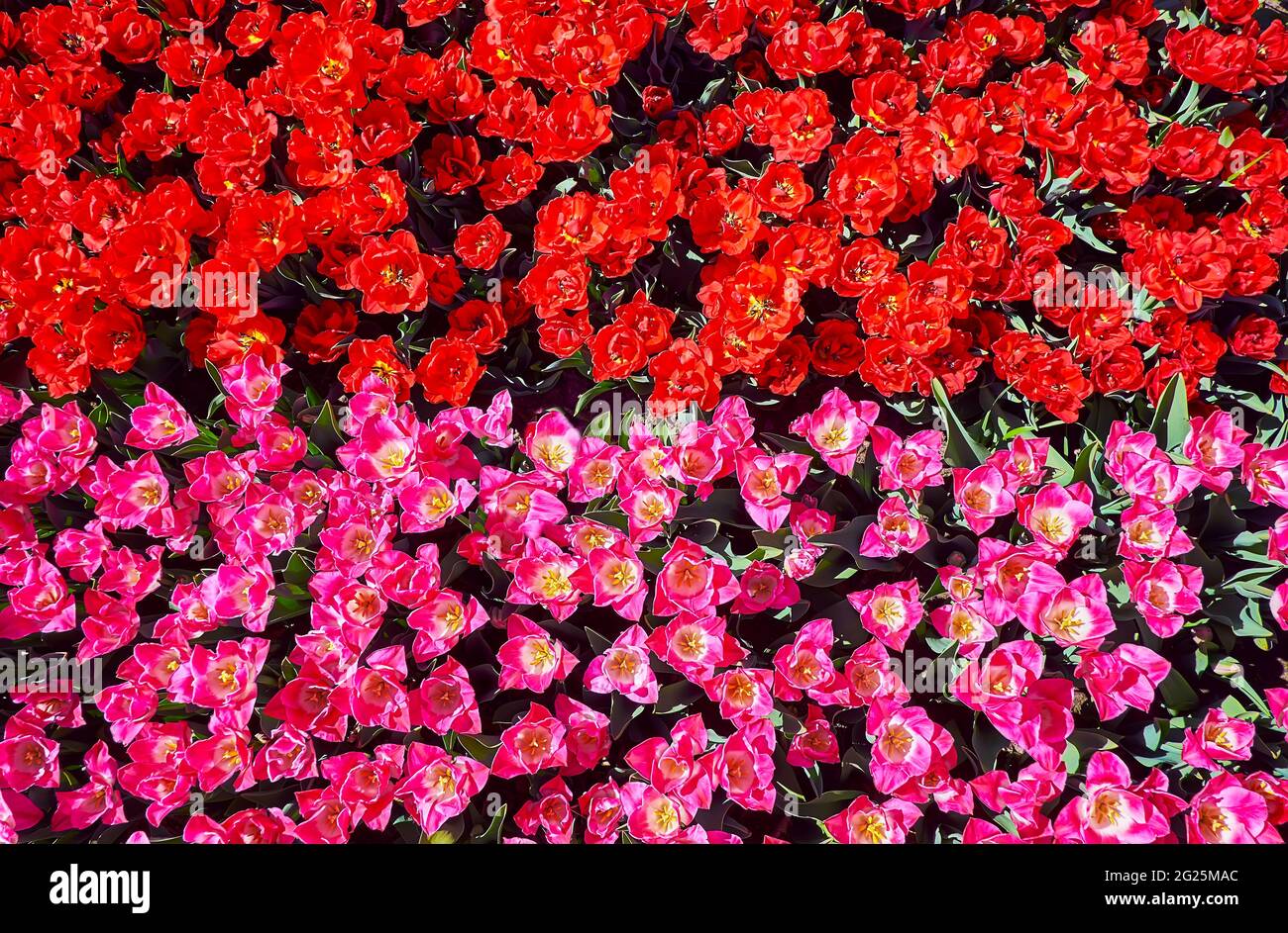 Impressionante tulipani rossi e rosa in fiore, vista dall'alto, Dobrospark Arboretum, Regione di Kiev, Ucraina Foto Stock