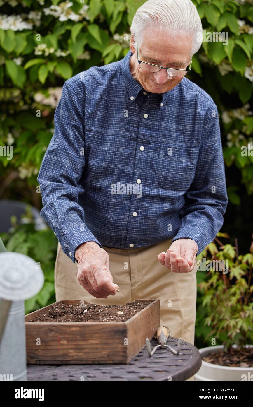 Uomo anziano in giardino a casa piantando semi in vassoio di legno Foto Stock