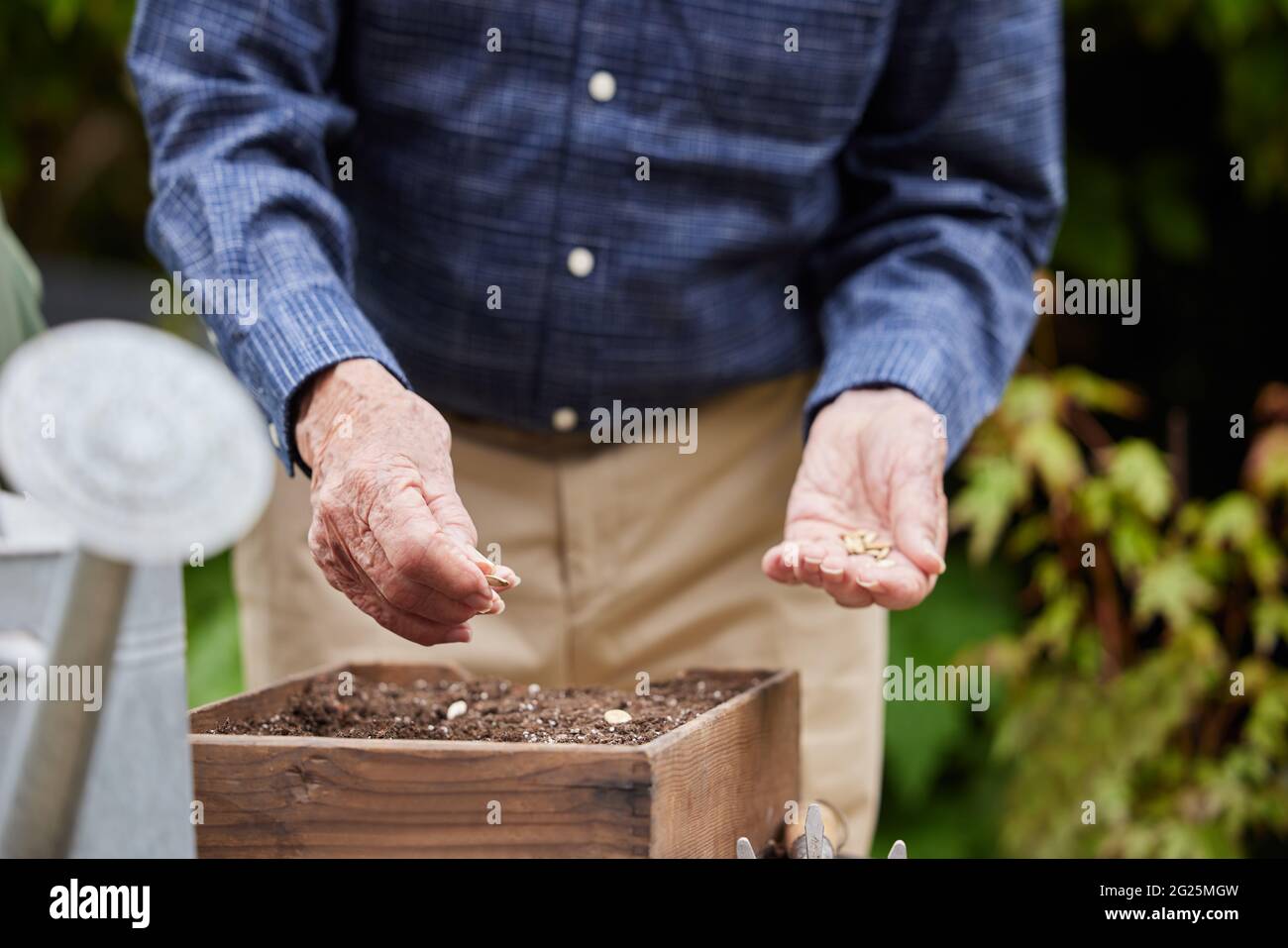 Primo piano di uomo anziano in giardino a casa piantando semi in vassoio di legno Foto Stock