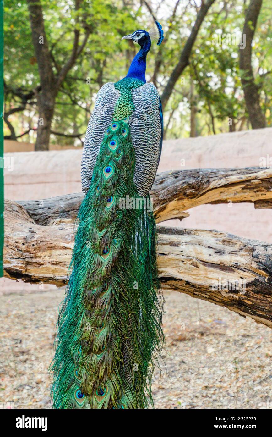 Un pavone seduto con le sue piume sparse Foto Stock