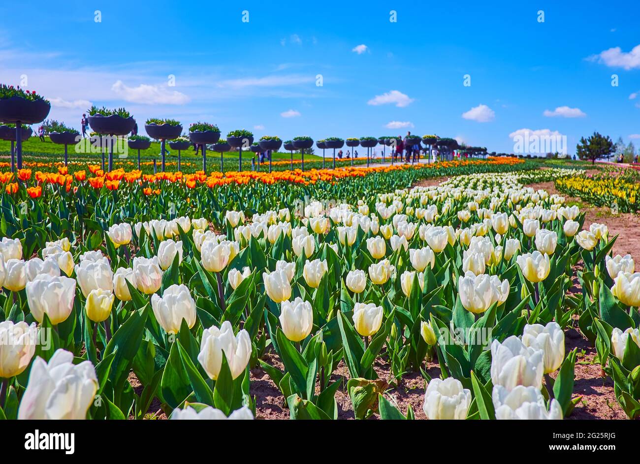 L'arboreto Dobrospark vanta una vasta collezione di tulipani diversi, che crescono nel campo e in piccoli letti da giardino rialzati, Regione di Kiev, Ucraina Foto Stock