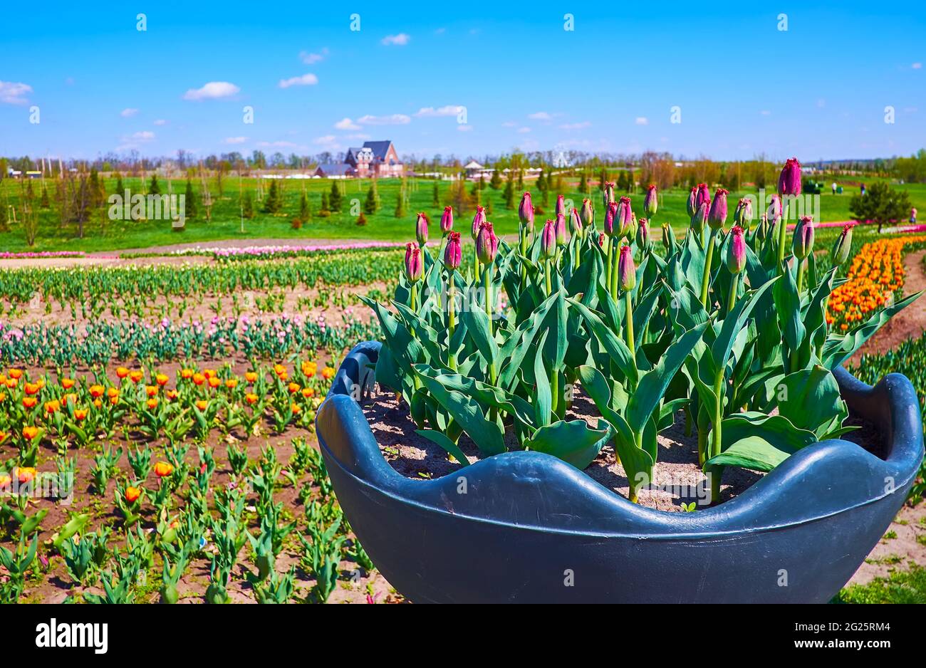 Il campo di tulipano con fiori colorati e boccioli di tulipani di pappagallo viola in un letto di giardino rialzato di plastica, arboreto Dobrospark, Regione di Kiev, Ucraina Foto Stock