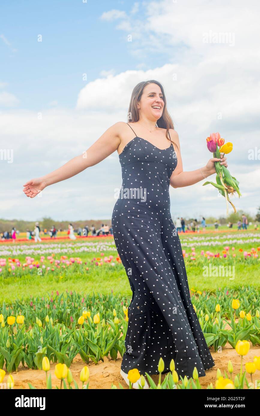 IMPEGNATO IN UNA FATTORIA DI TULIPANI Foto Stock