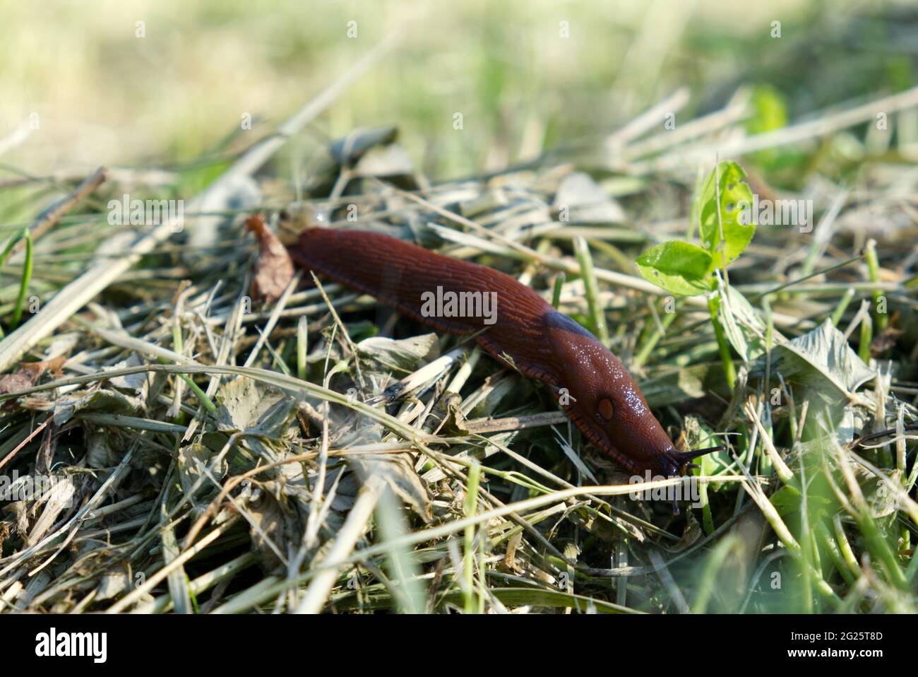 primo piano di una lumaca erbacea che procaccia l'orto Foto Stock