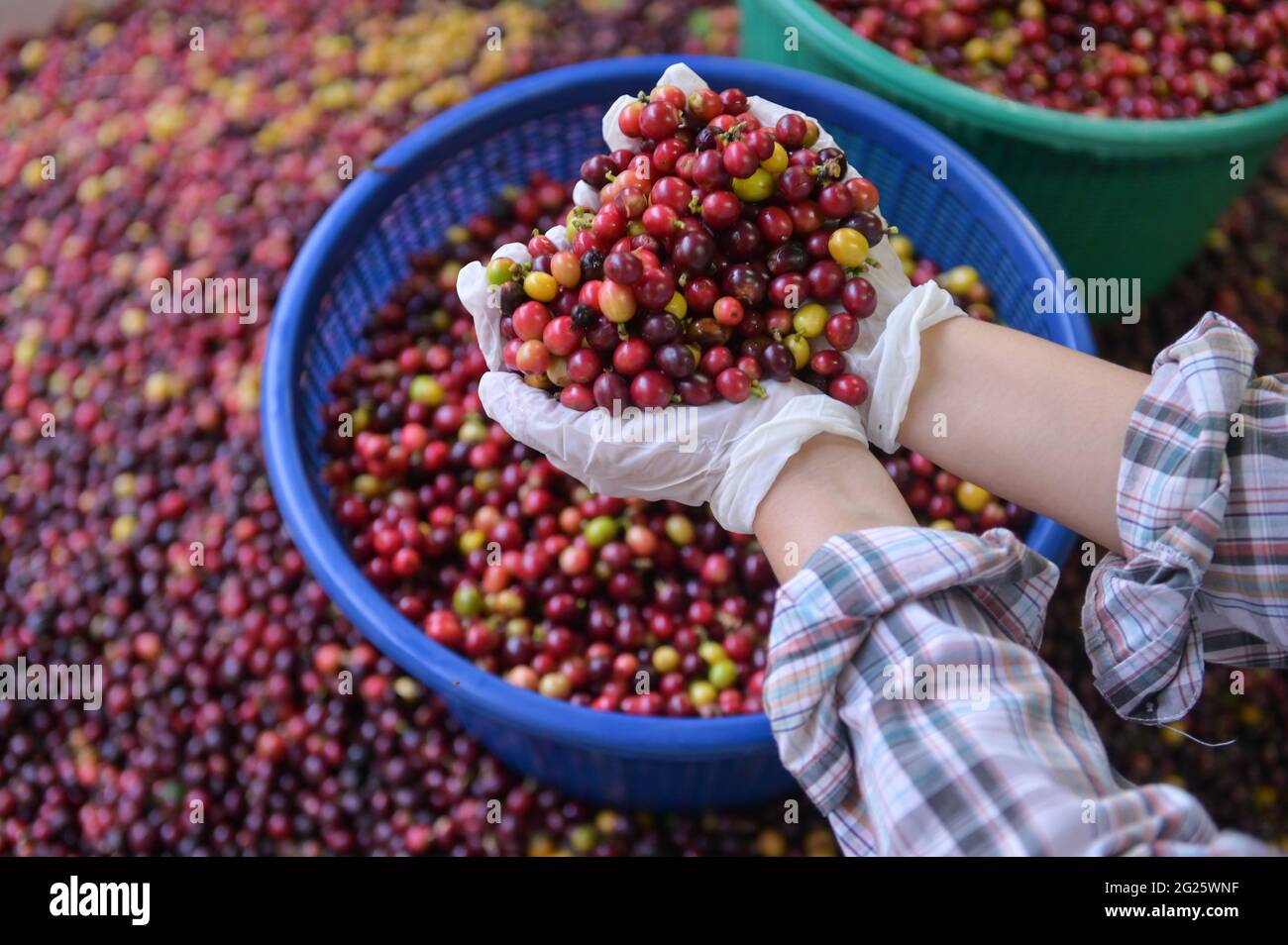 Ciliegie industriali su frutti di bosco arabica a mano. Caffè robusta Foto Stock