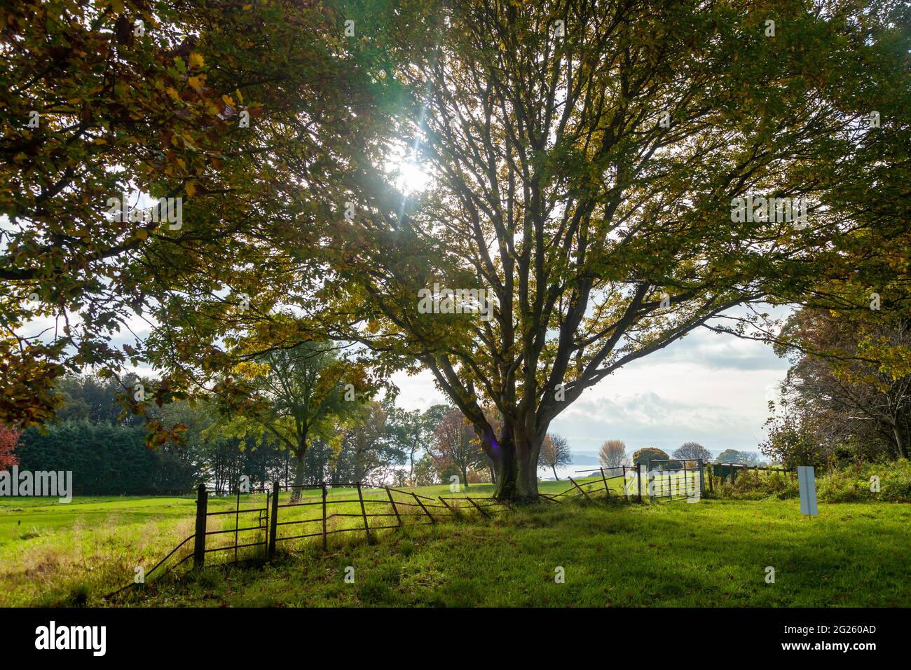 Sole che splende attraverso foglie di alberi lungo il sentiero costiero del Fife Foto Stock