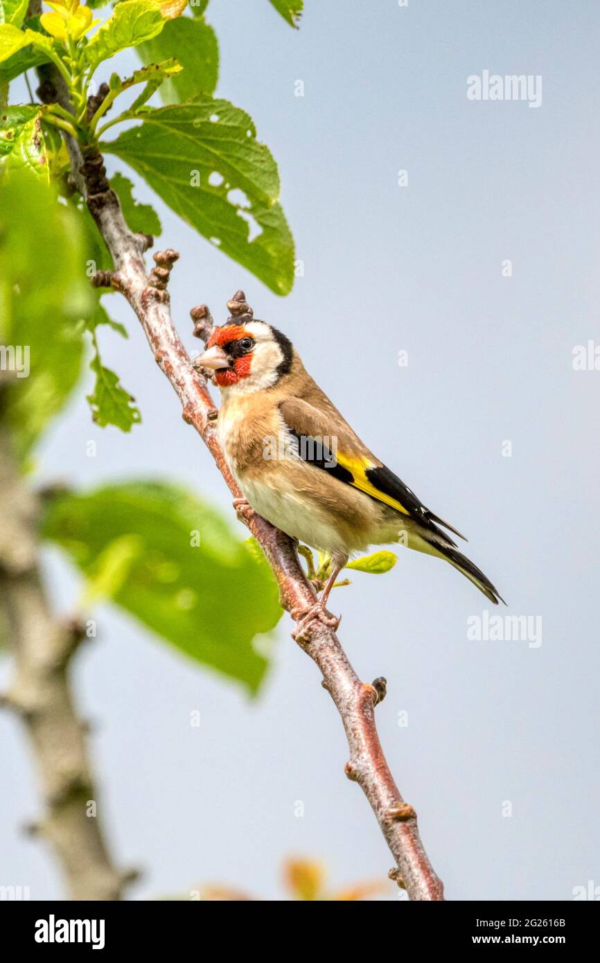 Goldfinch, Carduelis carduelis, arroccato su un albero di pruno, Prunus domestica. Foto Stock