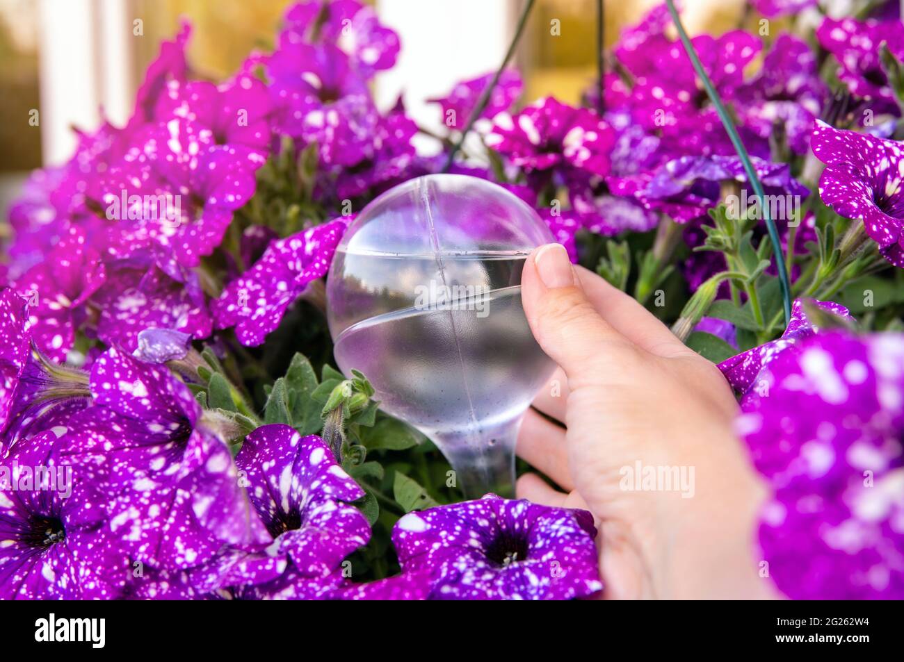 Persona mano che attacca rotondo trasparente dispositivo di innaffiatura globo all'interno vaso notte cielo petunia pianta terreno in giardino casa, mantiene le piante idratate. Foto Stock