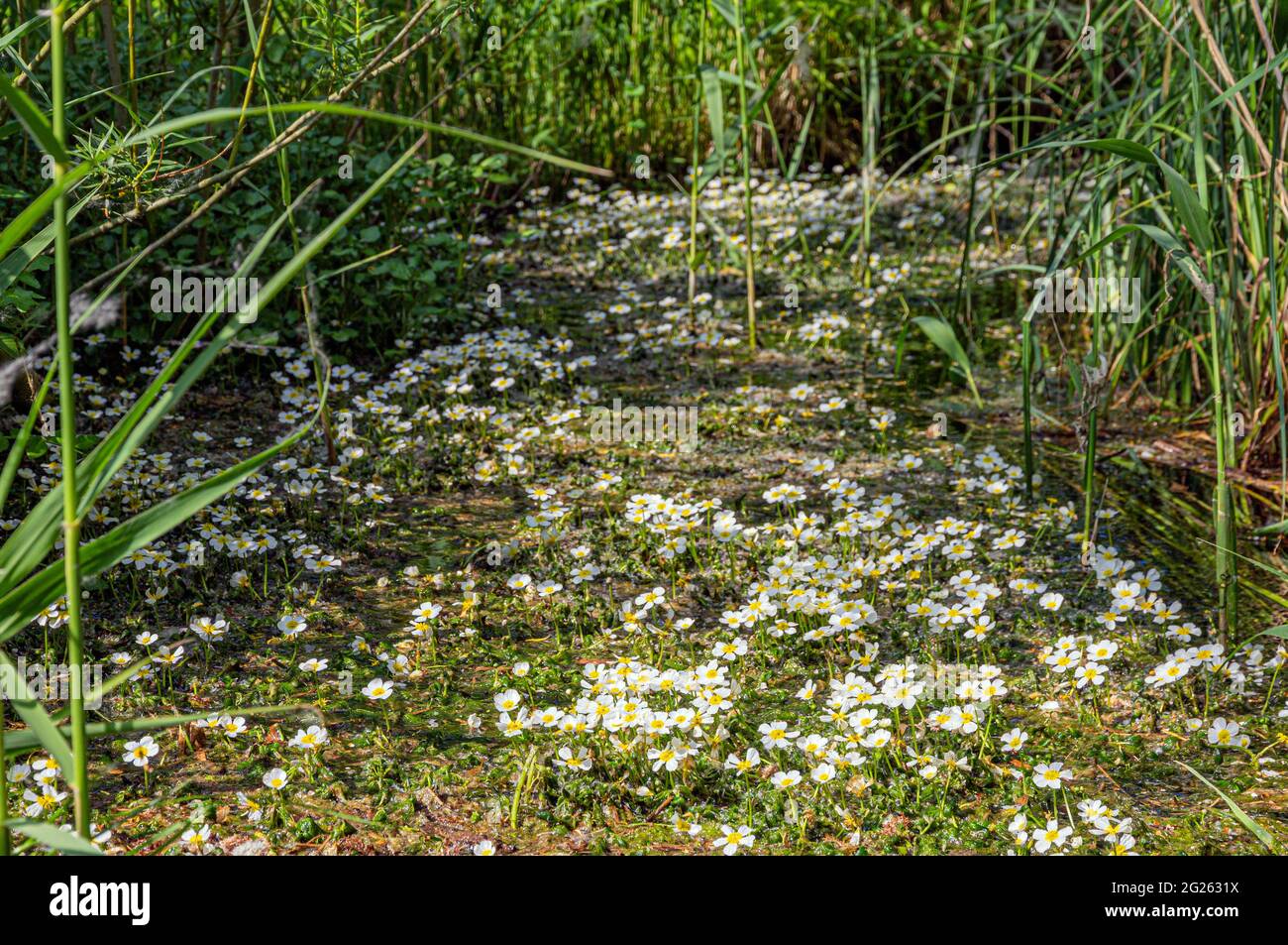 Acqua bianca crowfoot Fowlmere Foto Stock