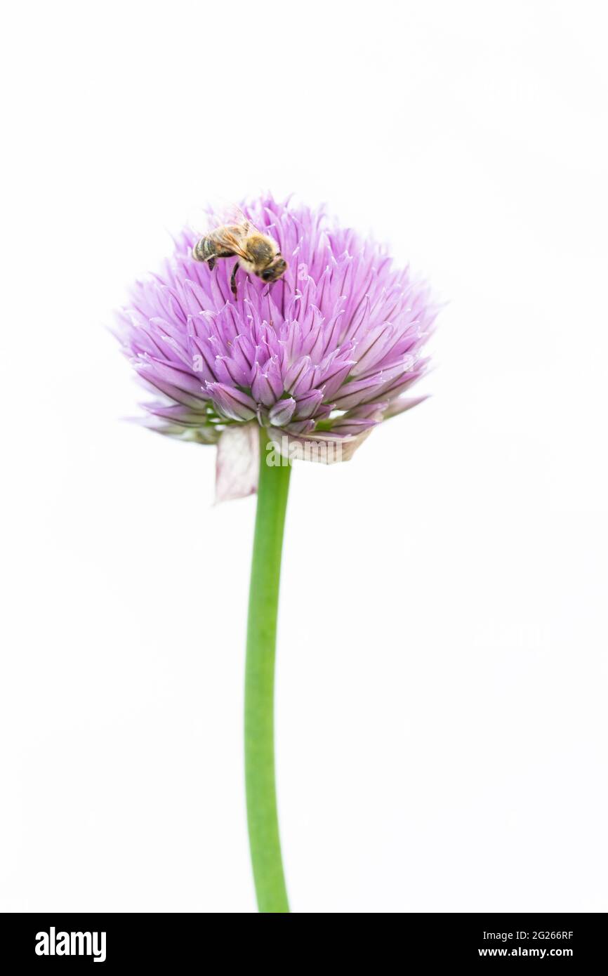 Fiore di erba cipollina con ape davanti a sfondo bianco Foto Stock