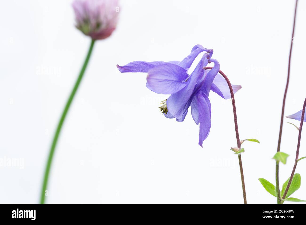 Violetto Columbine su sfondo bianco con un fiore di erba cipollina sullo sfondo Foto Stock